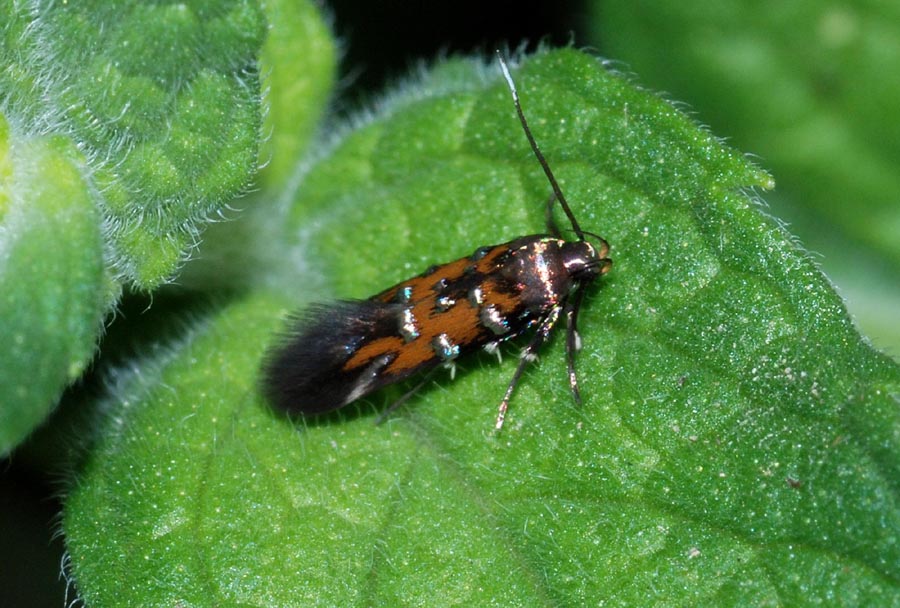 Conferma microlepidotteri